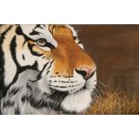 R Kumawat (Indian) - Study of a Tiger - signed lower right, gouache, unframed, 117 by 76cms (46 by