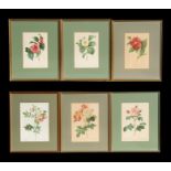 P J Redoute - a set of six botanical prints, framed & glazed, 24 by 35cms (9.5 by 13.75ins).