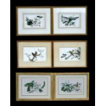 Six Chinese watercolour paintings on silk, two depicting insects and foliage, two depicting birds