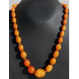 A butterscotch amber bead necklace with egg yolk swirl, the largest bead 2.6cms (1.02ins) wide,