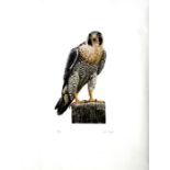 Don Cordery (b1942) - Peregrine Falcon - limited edition print, signed in pencil and numbered 107/