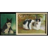 C Elliott - Study of a Black & White Cat - signed lower right, oil on canvas, unframed, 26 by