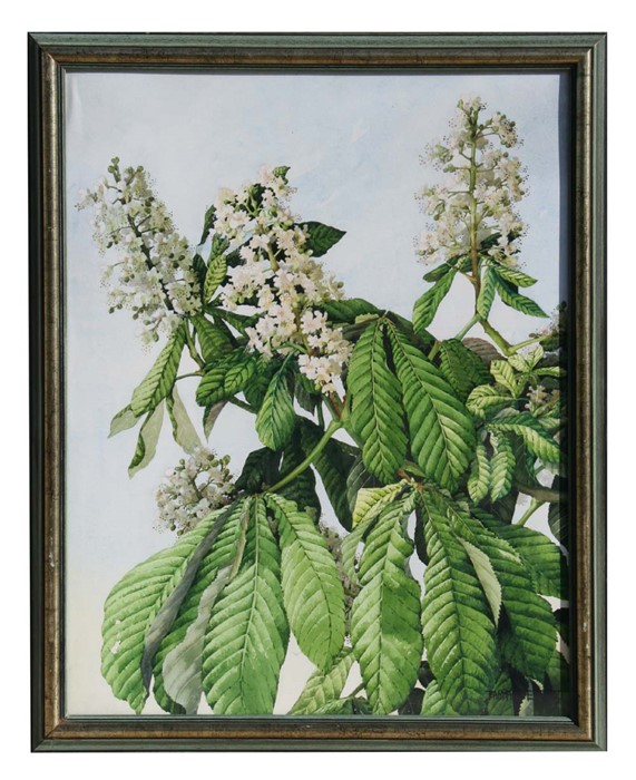 Barbara Everard (1910-1990), study of horse chestnut blossom, signed lower right corner, watercolour