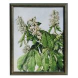 Barbara Everard (1910-1990), study of horse chestnut blossom, signed lower right corner, watercolour