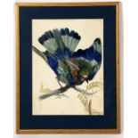 J Hutchins - Study of a Bird on a Branch - signed lower right, watercolour, framed & glazed, 23 by