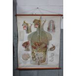 A 20th century linen backed hanging medical chart for the digestive system in a man, by Adam,