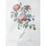 Three framed botanical prints and two others (5)