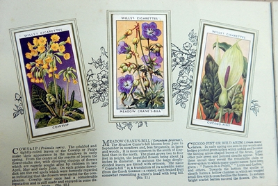 Small quantity of cigarette cards to include Wills "An Album of Wild Flowers",