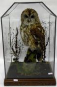 Taxidermy specimen of a brown owl, on realistic bark and foliage, under an octagonal glass case,