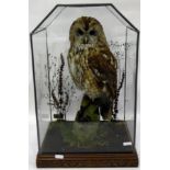 Taxidermy specimen of a brown owl, on realistic bark and foliage, under an octagonal glass case,