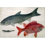 Early 20th century Chinese paintings on rice paper of fish,