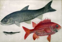 Early 20th century Chinese paintings on rice paper of fish,