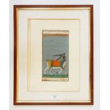 Watercolour drawings, Persian depicting an elephant and an antelope, framed,24.