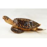 LOT WITHDRAWN 19th century taxidermy turtle probably Hawksbill turtle,