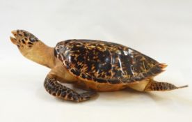 LOT WITHDRAWN 19th century taxidermy turtle probably Hawksbill turtle,