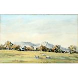 Elizabeth Homes Watercolour drawing Sheep in landscape with hills in distance,