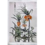 Limited edition botanical print "Crown Imperials",