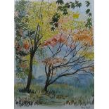 Mary Dodd (20th century school) Watercolour drawing Autumnal trees, signed lower right,