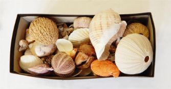 Quantity of assorted shells and sea urchins, various