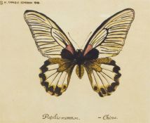 Set of four colour prints  Studies of butterflies, in reproduction walnut frames, 12cm x 15cm (4)