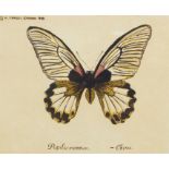 Set of four colour prints  Studies of butterflies, in reproduction walnut frames, 12cm x 15cm (4)