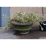 Variegated shrub in a reconstituted stone pot