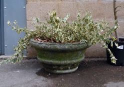 Variegated shrub in a reconstituted stone pot