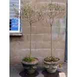 Pair of small olive trees in reconstituted stone pots