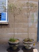 Pair of small olive trees in reconstituted stone pots