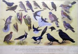 After H J Slyper  Pair of colour prints "British Birds No.1" and "British Birds No.2", 1960, 62cm