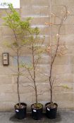 Three hornbeam trees in pots