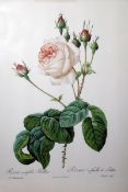 Large quantity of framed botanical prints and various other assorted framed prints and pictures