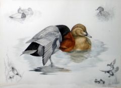 Nigel Hemming  Watercolour drawing Study of duck, signed and dated '86, 30cm x 40cm