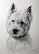 Pencil drawing by Liz Percy of Cairn Terrier, oil