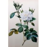 Various framed botanical prints, others and a gilt