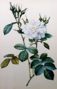 Various framed botanical prints, others and a gilt