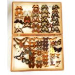 Mounted butterfly collection (boxed)