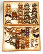 Mounted butterfly collection (boxed)