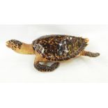 Taxidermy hawksbill turtle, 59cm long