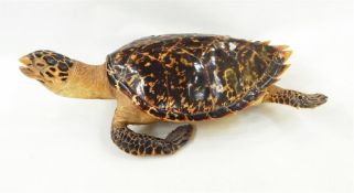 Taxidermy hawksbill turtle, 59cm long