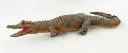 Taxidermy alligator (damaged), 60cm long approx
