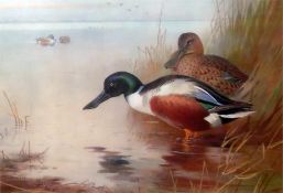 After Archibald Thorburn Pair of colour prints  "T