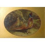 After Archibald Thorburn  Varnish colour print Phe