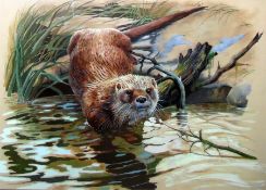 Spencer Roberts Two watercolours  Otter amongst reeds, signed lower right, 51.5cm x 72cm and another