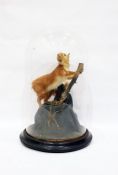 Taxidermy specimen of red squirrel, under glass do