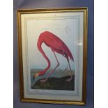 WITHDRAWN-A large reproduction print of a flamingo by J J Audubon from the series birds of America.