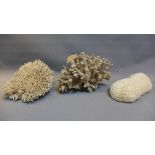 Three large pieces of white coral of varying forms, L.
