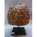 A large piece of coral raised on metal stand, H.