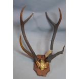 A pair of red stag antlers mounted on oak shield circa 1880