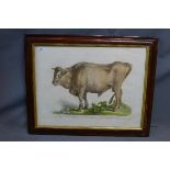 An 18th/19th century French engraving of a bull, hand coloured, 49 x 65 cm